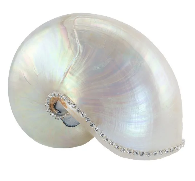 Neptune's Jewels Crystal Shell Collection Pearl Nautilus