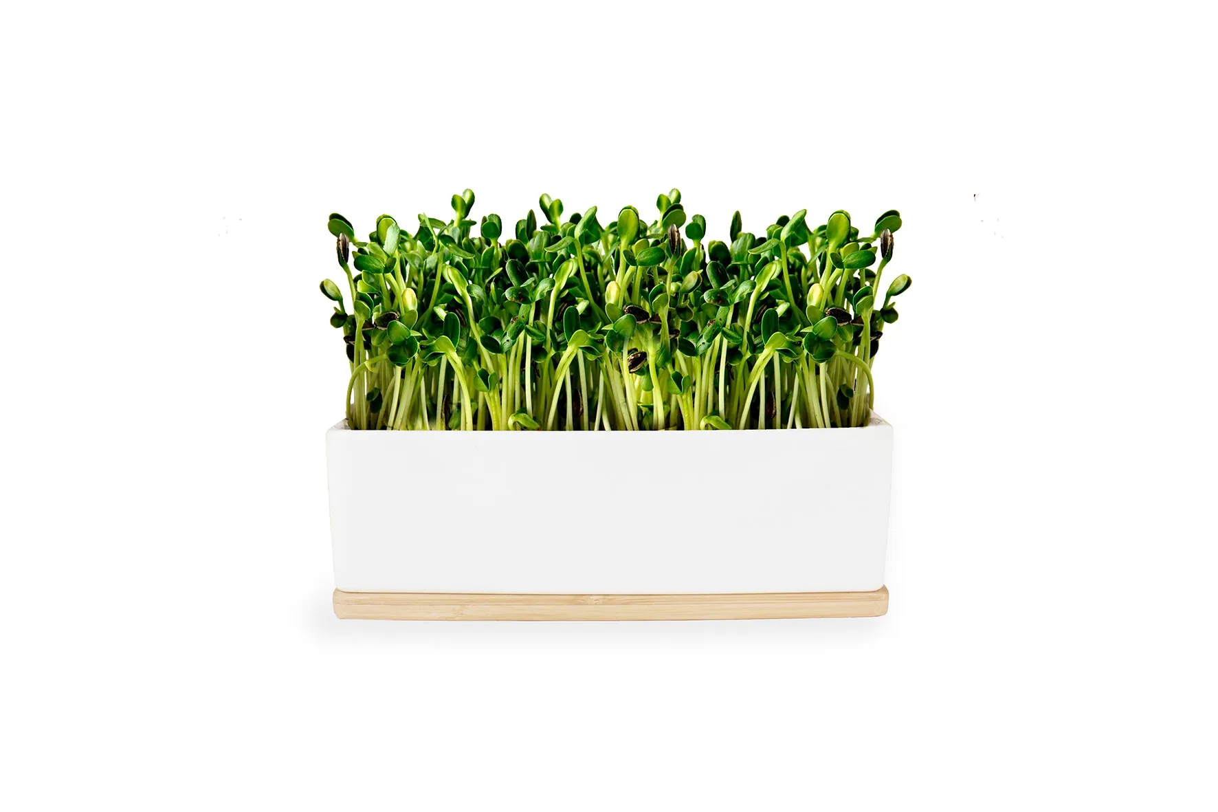 SUNFLOWER SPROUTS MINI GARDEN